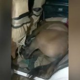 Әккі ұры жеңіл көлікке тұтас жылқыны сыйғызып жіберген (видео)