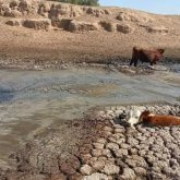 Атырау облысында төрт түлік батпаққа батып жатыр