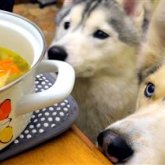 «Иттің етін аптасына бір мәрте жеймін»: Қызылорда өңірінде иттің етінен жасалған тағамдарға сұраныс артқан