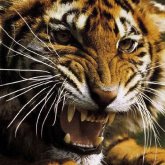 Тоқаев пен Путиннің жолбарысқа қатысты пікірі екіге жарылды (видео)