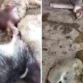 Атырау облысында белгісіз мақұлық қорадағы малды қырып кетті