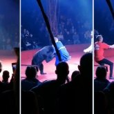 Цирктегі аю жүкті әйелге шабуылдады: Жантүршігерлік ВИДЕО жария болды