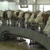 Фермадан шығатын иіске шағымданған ақсулықтар БҰҰ көмегіне жүгінбек