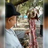 Қойды мүйізінен іліп қойып сойған қасапшының әрекеті қызу талқылануда (видео)