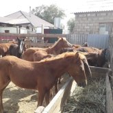 «Жабағыларды 80-100 мыңнан беріп жатырмыз»: Қуаңшылықтан қиналған қызылордалықтар төрт түлігін арзан бағамен сатуға мәжбүр