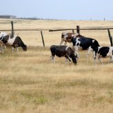 Түркістан облысында шаруа қожалығы басшыларының үстінен іс қозғалды