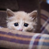 Мысықты өлтіріп балконға асып қойған атыраулық келіншек жұртты шошытты