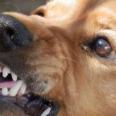 Өскеменде 6 жасар қызды иттер талады