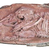 Қытайда динозавр эмбрионы сақталған жұмыртқа табылды