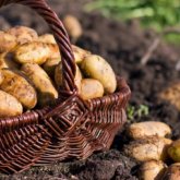 Ертеңнен бастап картоп экспорттай алмаймыз