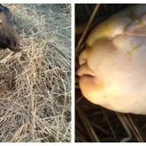 Ешкі балаға ұқсас лақ туды