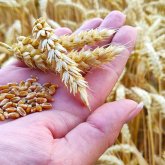 Елімізде ылғалды көп қажет ететін мақта, күріш, пияз сияқты дақылдарды өсіру қысқаруы мүмкін