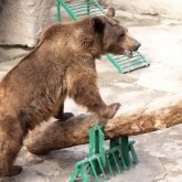 Хайуанаттар бағында әйел қызды аюдың қоршауына лақтырып жіберген
