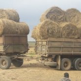 Маңғыстаулық шаруалар бейбіт митинг өткізгісі келеді