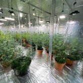 Оралда есірткі өсірген зертхана анықталды