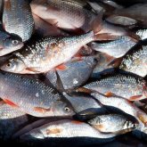 Қарағандыда браконьерден 100 кг-нан астам балық тәркіленді