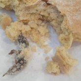 Тоқаштан тышқан шыққан аурухананы СЭС тексеріп жатыр