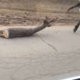 Алматы облысында браконьерлер елікті өлтіріп, ат құйрығына байлаған (ВИДЕО)