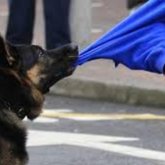 Түркістан облысында 14 жастағы бала «құтырмадан» көз жұмды