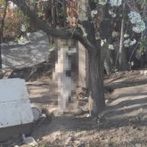 Алматы облысында белгісіз біреу итті қинап өлтіріп, ағашқа асып кеткен