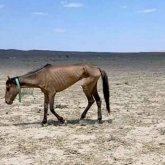 Маңғыстауда биыл да қуаңшылық болуы мүмкін