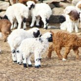 «Жаңа туған төл арам өліп жатыр»: Түркістан облысы тұрғындары шіркейдің көптігіне шағымданды