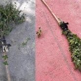 Шымкентте 1,2 млн теңгеге сатып алынған сыпырғыштар қурайдан жасалған болып шықты