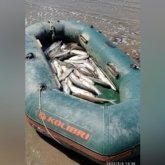 Браконьерлерден 1 тоннаға жуық бекіре тәркіленді