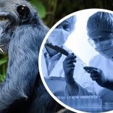 «Қазақстанда маймыл шешегін жұқтыру жағдайлары тіркелген жоқ» – министрлік