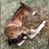 Қарағанды облысында екі аяқты құлын туды