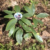 Латвияда гүл сортына «Dimash Qudaibergen» атауы берілді