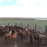 167 бас малды ұрлаған ұйымдасқан қылмыстық топ ұсталды