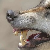 Елдің батысындағы ауылда құтырған қасқыр төрт адамды жарақаттады