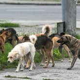 Ақтөбеде ит ұстау мен серуенге шығару ережелерін бекіту ұсынылды