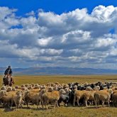 «Қойшы иесінің малын 16 млн теңгеге сатып жіберген»: Түркістандық шаруа жанайқайын жеткізді