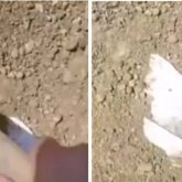 Қостанайда итті тірідей жерге көмген