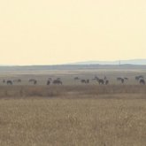 Қызылорда мен Маңғыстауда қуаңшылық болуы мүмкін