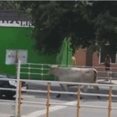 Қостанай көшелерінде сиыр адамдарға шабуылдаған: Зардап шеккендер бар