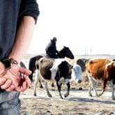 Түркістанда 16 рет мал ұрлығын жасаған күдіктілер ұсталды