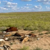 «Қаны суша ағады»: Ұлытау облысында ірі қара қырылып жатыр