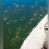 Балқашта ірі көлемде балық қырылды - министрлік жауабы