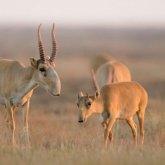Ресейлік ғалым Қызыл кітапқа енген жануардың мүйізін еліне әкетпек болған