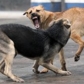 Ақтөбеде қаңғыбас иттер 15 күнге уақытша ұстау изоляторына қамалатын болды