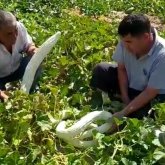 Созақта шаруа ұзындығы 1,5 метр болатын «анаконда» өсіріп жатыр (ВИДЕО)