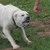 Атырауда бір адамды алабай талап тастады