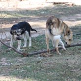 Байлаулы тұрған итті жеп кетеді: Павлодар облысында қаңғыбас иттер малға шабуылдай бастаған