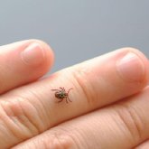 Алматыда биыл 3 мыңнан астам адамды кене шаққан