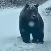 Шығыс Қазақстанда жолда жүрген аю видеоға түсіп қалды