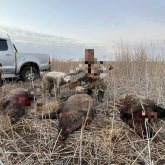 Атырау іргесіндегі елді мекенде жабайы қабандар жүр