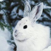 «Махаббат жылы». Қоян жылында сіз бен бізді не күтіп тұр?